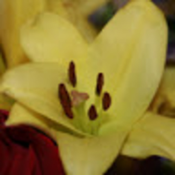 Meet your Posher, Nicolle - Picture 1 of 1